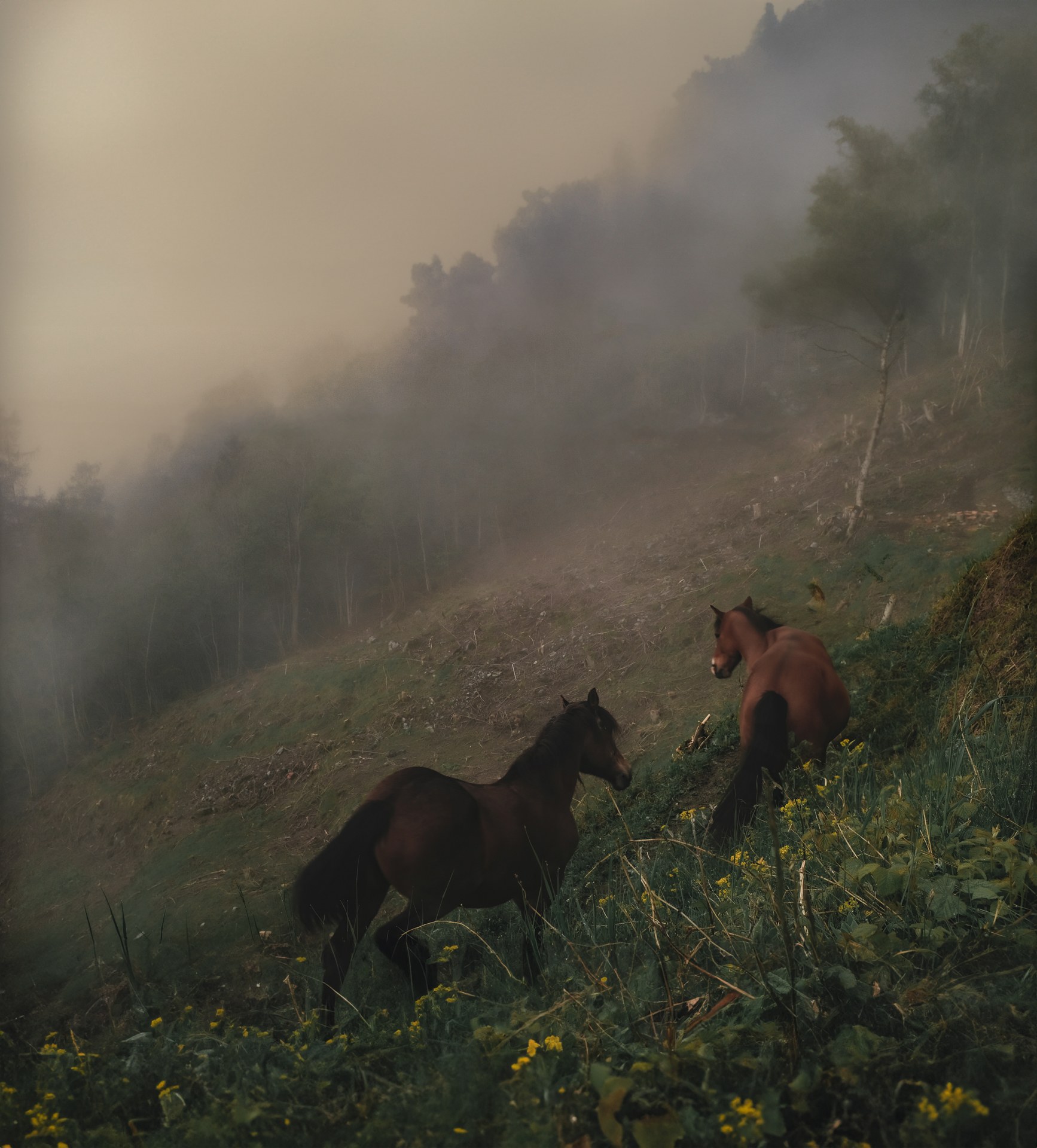 Horses grazing on a misty hillside