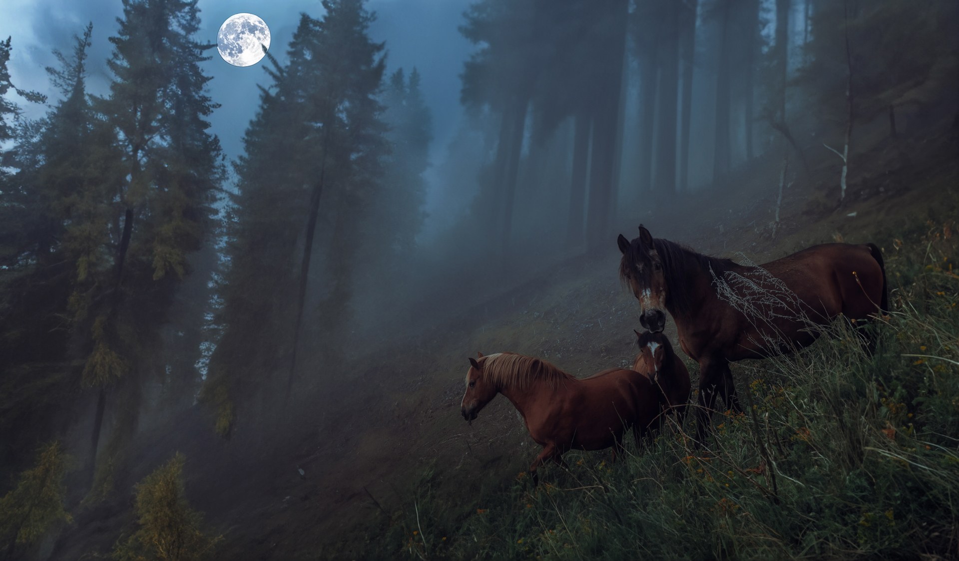 Horses on a wooded slope under a full moon